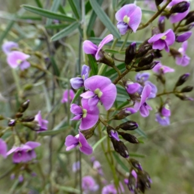Glycine clandestina (Twining Glycine) at Canberra Central, ACT - 12 Oct 2016 by RWPurdie