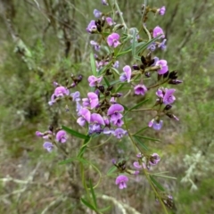 Glycine clandestina at Canberra Central, ACT - 12 Oct 2016