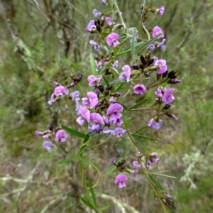 Glycine clandestina at Canberra Central, ACT - 12 Oct 2016 12:00 AM