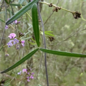 Glycine clandestina at Canberra Central, ACT - 12 Oct 2016