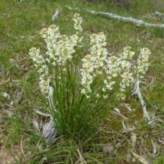 Stackhousia monogyna (Creamy Candles) at Canberra Central, ACT - 11 Oct 2016 by RWPurdie