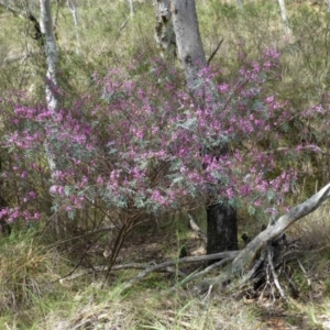 Indigofera australis subsp. australis at Acton, ACT - 12 Oct 2016