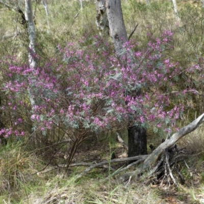 Indigofera australis subsp. australis (Australian Indigo) at Acton, ACT - 11 Oct 2016 by RWPurdie