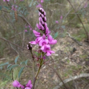 Indigofera australis subsp. australis at Acton, ACT - 12 Oct 2016