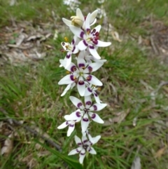 Wurmbea dioica subsp. dioica (Early Nancy) at Black Mountain - 11 Oct 2016 by RWPurdie