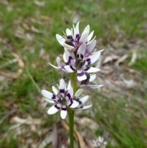 Wurmbea dioica subsp. dioica at Acton, ACT - 12 Oct 2016