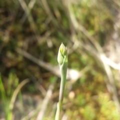 Thelymitra (Genus) (Sun Orchid) at Canberra Central, ACT - 13 Oct 2016 by MattM