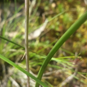 Thelymitra sp. at Canberra Central, ACT - suppressed