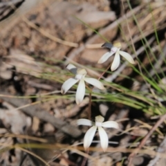 Caladenia ustulata (Brown Caps) at Acton, ACT - 12 Oct 2016 by petersan