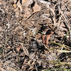 Caladenia ustulata at Point 5078 - 13 Oct 2016