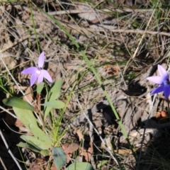 Glossodia major (Wax Lip Orchid) at Point 5078 - 13 Oct 2016 by petersan