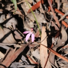 Caladenia fuscata (Dusky Fingers) at Acton, ACT - 12 Oct 2016 by petersan