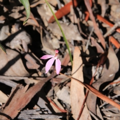 Caladenia fuscata (Dusky Fingers) at Acton, ACT - 12 Oct 2016 by petersan