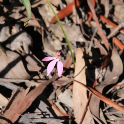 Caladenia fuscata (Dusky Fingers) at Point 5078 - 13 Oct 2016 by petersan