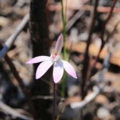Caladenia fuscata (Dusky Fingers) at Point 5078 - 13 Oct 2016 by petersan
