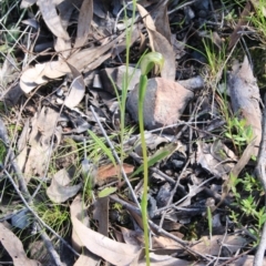 Pterostylis nutans (Nodding Greenhood) at Acton, ACT - 12 Oct 2016 by petersan