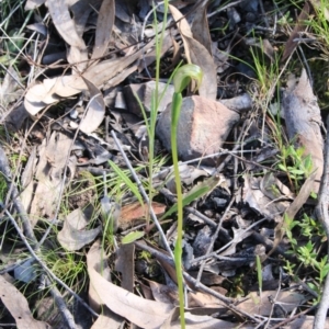 Pterostylis nutans at Point 5078 - 13 Oct 2016