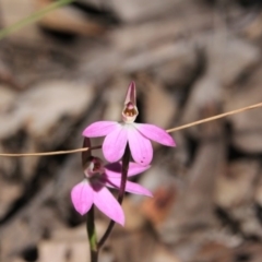 Caladenia carnea (Pink Fingers) at Acton, ACT - 12 Oct 2016 by petersan