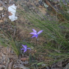 Glossodia major (Wax Lip Orchid) at Point 5154 - 13 Oct 2016 by petersan