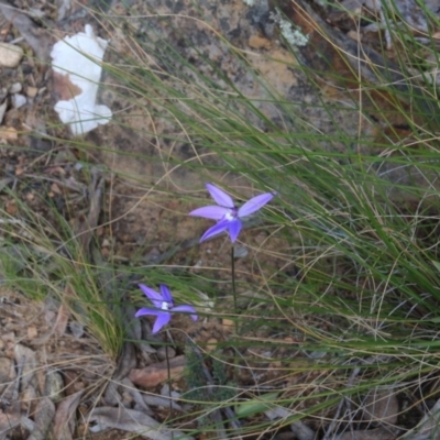 Glossodia major (Wax Lip Orchid) at Acton, ACT - 12 Oct 2016 by petersan