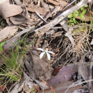 Caladenia ustulata at Point 5154 - suppressed