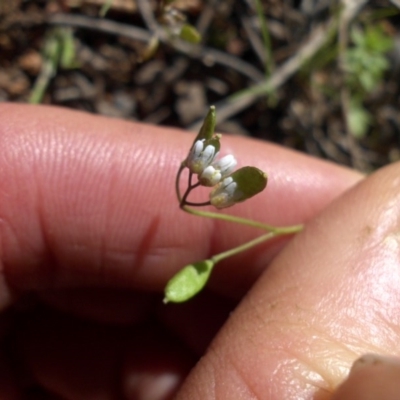 Erophila verna (Whitlow Grass) at Majura, ACT - 12 Oct 2016 by SilkeSma