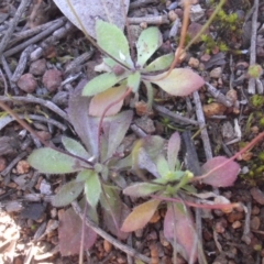 Erophila verna at Majura, ACT - 13 Oct 2016