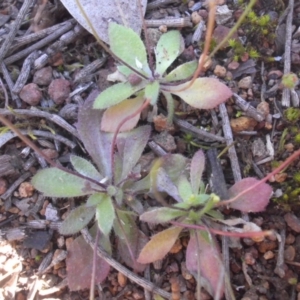 Erophila verna at Majura, ACT - 13 Oct 2016