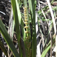 Lomandra longifolia (Spiny-headed Mat-rush, Honey Reed) at Mount Ainslie - 12 Oct 2016 by SilkeSma