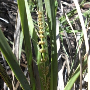 Lomandra longifolia at Majura, ACT - 13 Oct 2016 09:42 AM