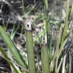 Lomandra longifolia at Majura, ACT - 13 Oct 2016 09:42 AM