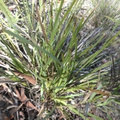 Lomandra longifolia at Majura, ACT - 13 Oct 2016 09:42 AM