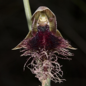Calochilus platychilus at Canberra Central, ACT - 13 Oct 2016