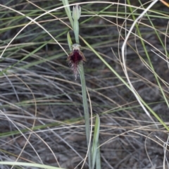 Calochilus platychilus at Canberra Central, ACT - 13 Oct 2016