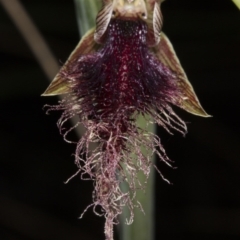 Calochilus platychilus at Canberra Central, ACT - 13 Oct 2016