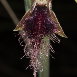 Calochilus platychilus at Canberra Central, ACT - 13 Oct 2016