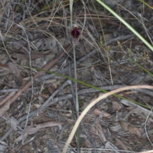 Calochilus platychilus at Canberra Central, ACT - 13 Oct 2016