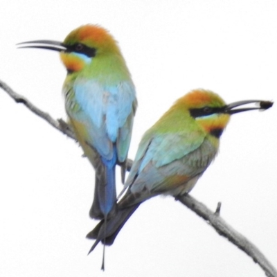 Merops ornatus (Rainbow Bee-eater) at Coree, ACT - 12 Oct 2016 by JohnBundock