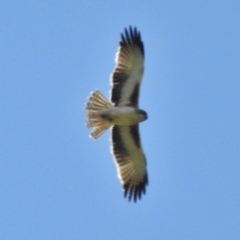 Hieraaetus morphnoides (Little Eagle) by JohnBundock