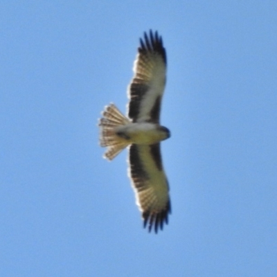 Hieraaetus morphnoides (Little Eagle) at Ginninderry Conservation Corridor - 13 Oct 2016 by JohnBundock