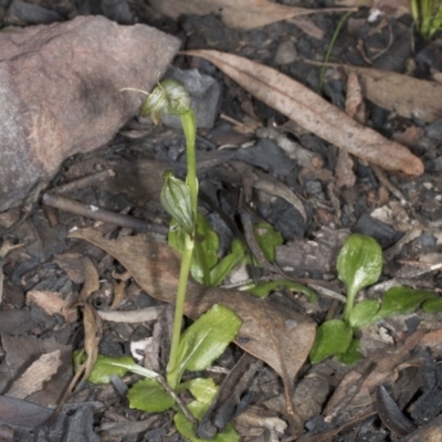 Pterostylis nutans (Nodding Greenhood) at Canberra Central, ACT - 13 Oct 2016 by DerekC