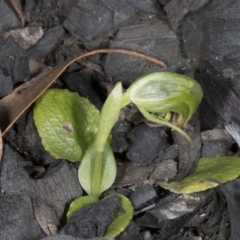 Pterostylis nutans at Canberra Central, ACT - 13 Oct 2016