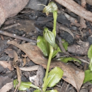 Pterostylis nutans at Canberra Central, ACT - 13 Oct 2016