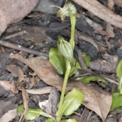 Pterostylis nutans at Canberra Central, ACT - 13 Oct 2016