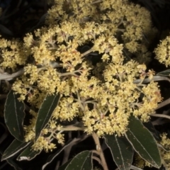 Pomaderris intermedia (Golden Pomaderris) at Black Mountain - 13 Oct 2016 by DerekC