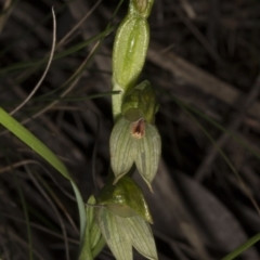 Bunochilus umbrinus (ACT) = Pterostylis umbrina (NSW) (Broad-sepaled Leafy Greenhood) at Point 5821 by DerekC