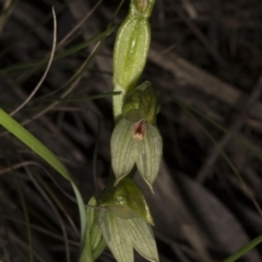 Bunochilus umbrinus (Broad-sepaled Leafy Greenhood) at Point 5821 - 13 Oct 2016 by DerekC