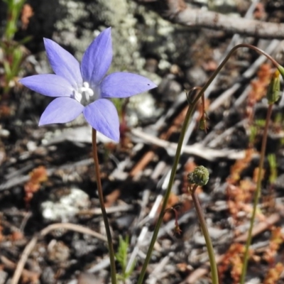 Wahlenbergia sp. (Bluebell) at Ginninderry Conservation Corridor - 13 Oct 2016 by JohnBundock