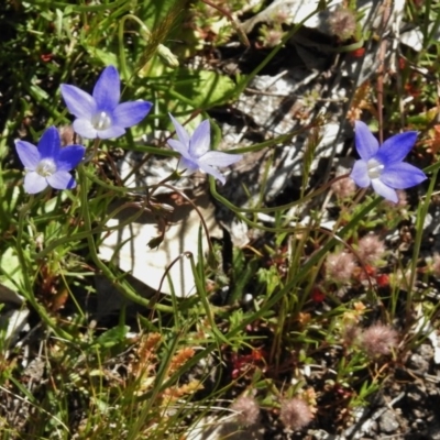 Wahlenbergia capillaris (Tufted Bluebell) at Ginninderry Conservation Corridor - 13 Oct 2016 by JohnBundock