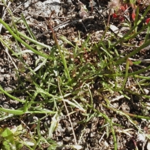 Wahlenbergia capillaris at Belconnen, ACT - 13 Oct 2016